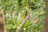 leipzig zoo-01_07_2011_gondwanaland_095